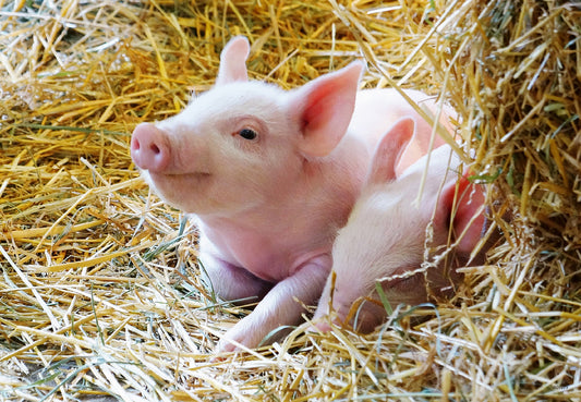 Jigsaw 2 x 12pc - Ravensburger - Farm Animal Babies