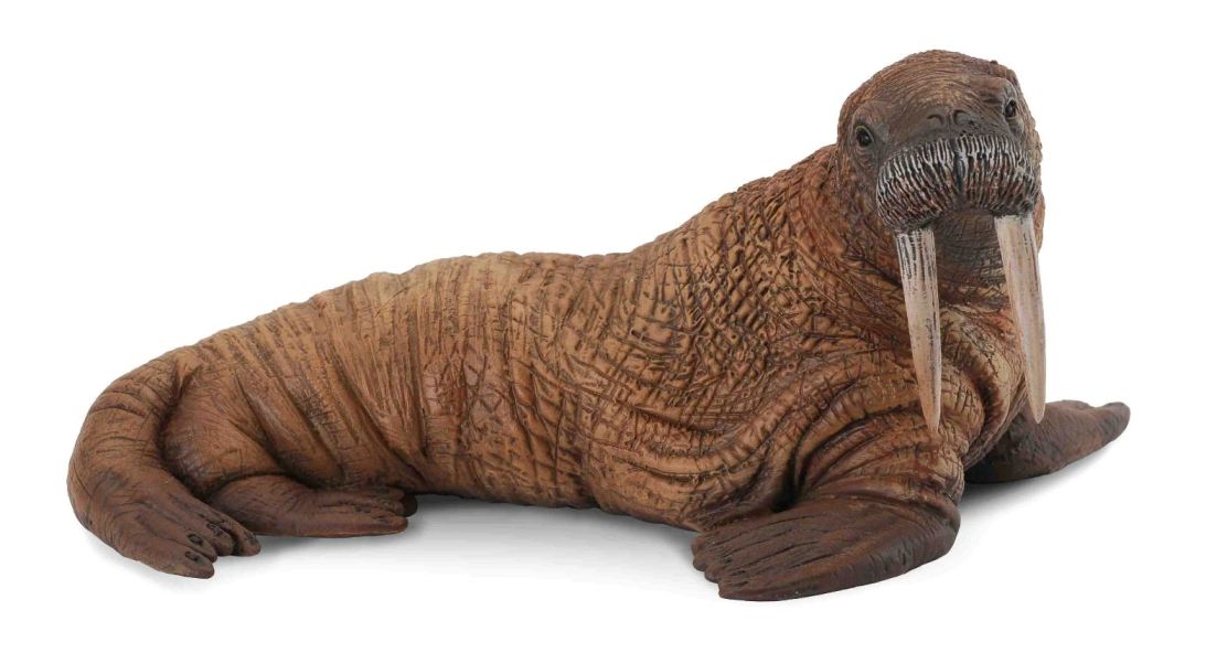Collecta Walrus