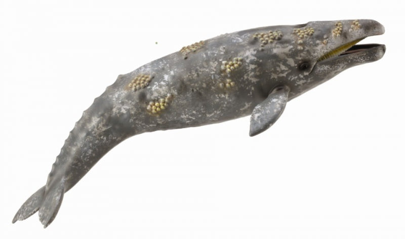 Collecta Gray Whale