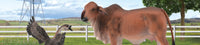 Collecta | Farm Time