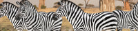 Collecta | Wildlife