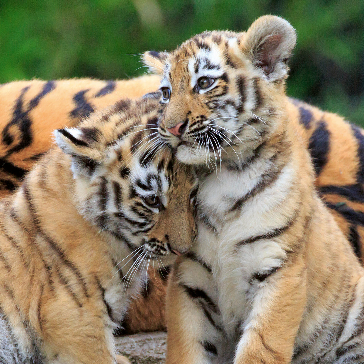 Jigsaw 3 x 49pc - Ravensburger - Panda, Loin and Tiger Cub