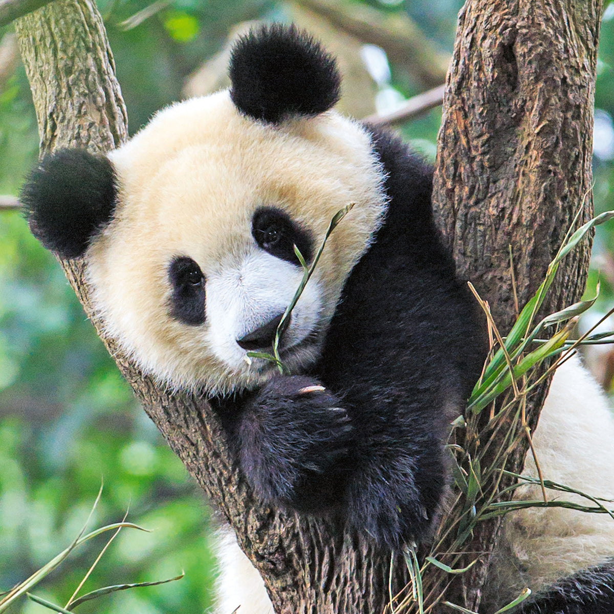Jigsaw 3 x 49pc - Ravensburger - Panda, Loin and Tiger Cub