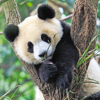 Jigsaw 3 x 49pc - Ravensburger - Panda, Loin and Tiger Cub