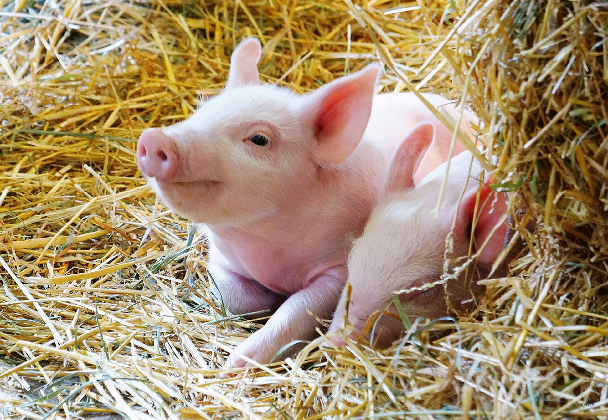 Jigsaw 2 x 12pc - Ravensburger - Farm Animal Babies
