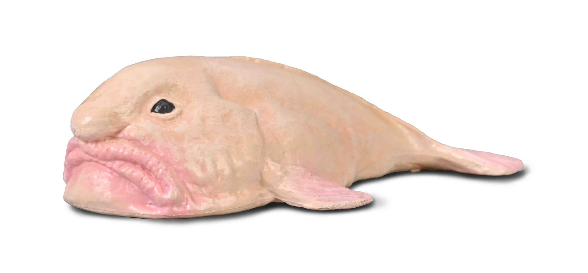 Collectya Blobfish