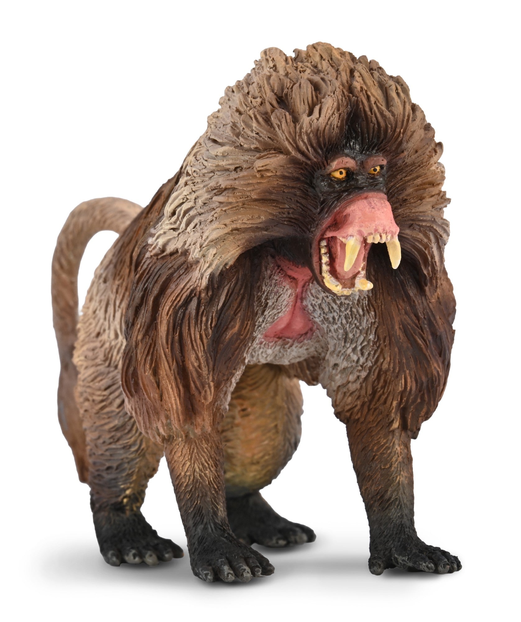 Collecta Gelada