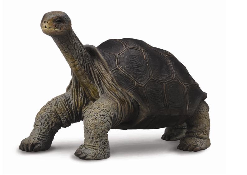 Collecta Tortoise Pinta Island