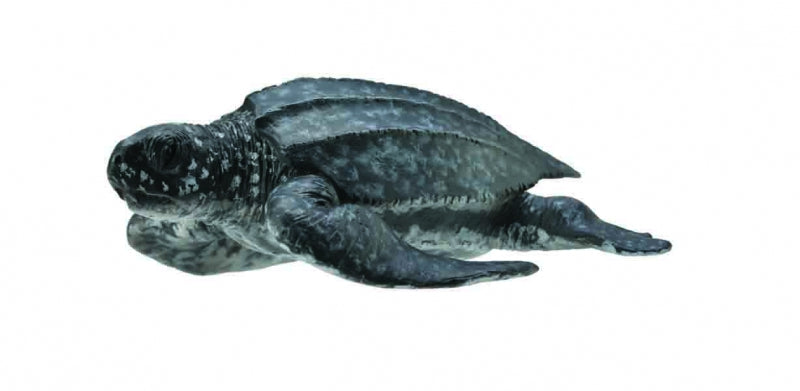 Collecta Leatherback Sea Turtle