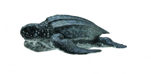 Collecta Leatherback Sea Turtle