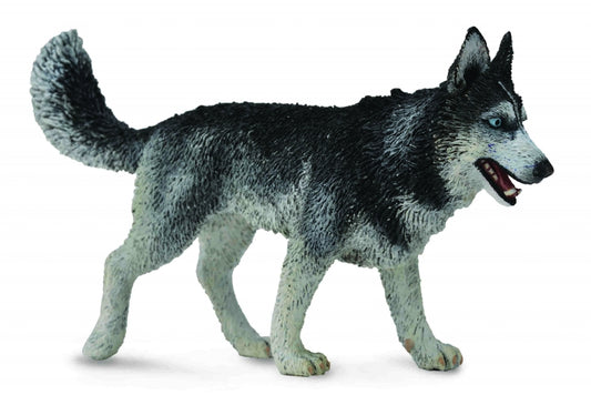 Collecta Siberian Husky