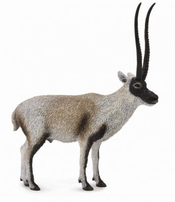 Collecta Chiru ( Tibetan Antelope)