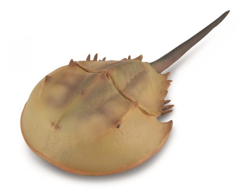 Collecta Horseshoe Crab