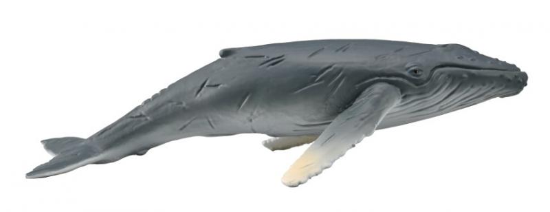 Collecta Humpback Whale Calf