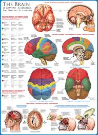 Jigsaw 1000pc - The Brain