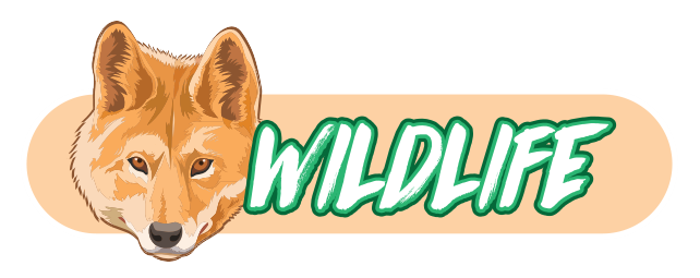 Collecta | Wildlife